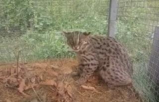 скриншот siberiantiger_center | Дикие кошки Приморского края