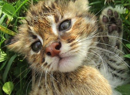 siberiantiger_center | Амурский лесной кот